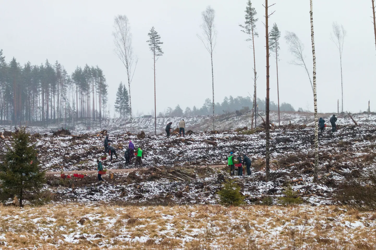 RMK metsaistutuspäev.