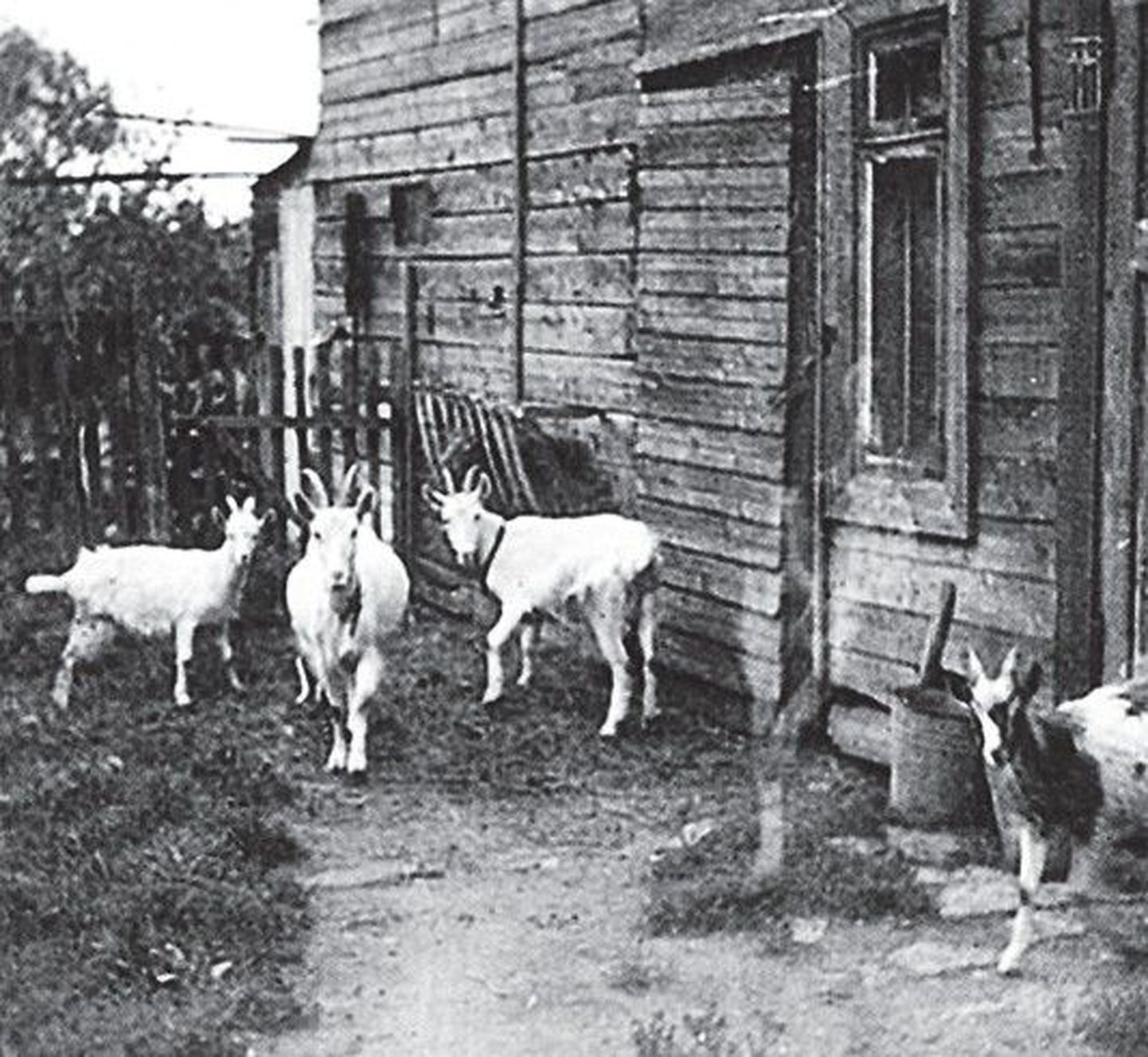 Kitsed Neeme tänava maja nr 13 hoovis. Enne 1920. aastaid tunti piirkonda Pardilohu nime all.