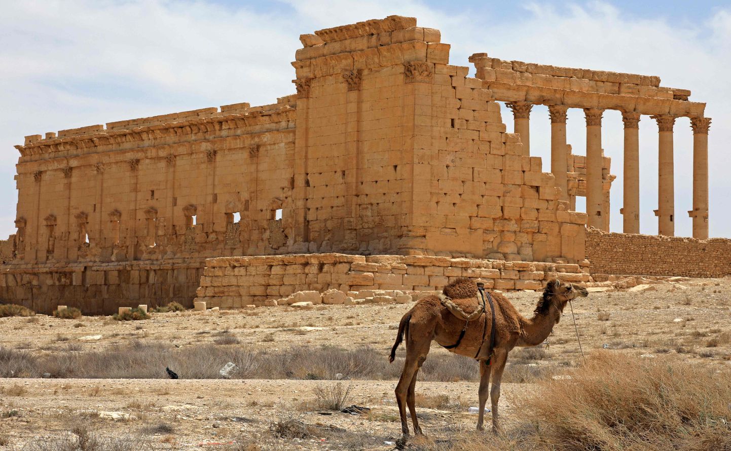 Senā Palmīra
