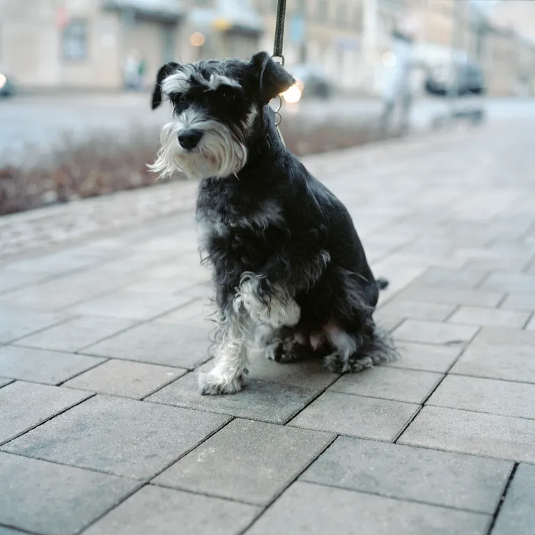 Raksta foto