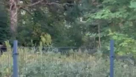 VIDEO ⟩ Jõu katsumine aia taga: Mahu kandis läksid kährik ja mäger omavahel kähmlema