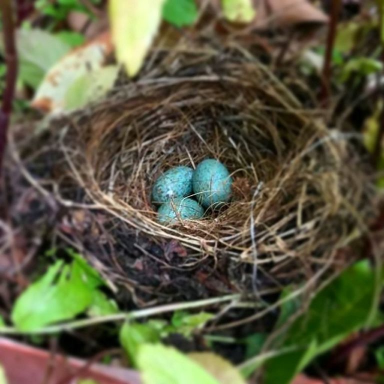 Pubi aias pesitseva linnu munad.