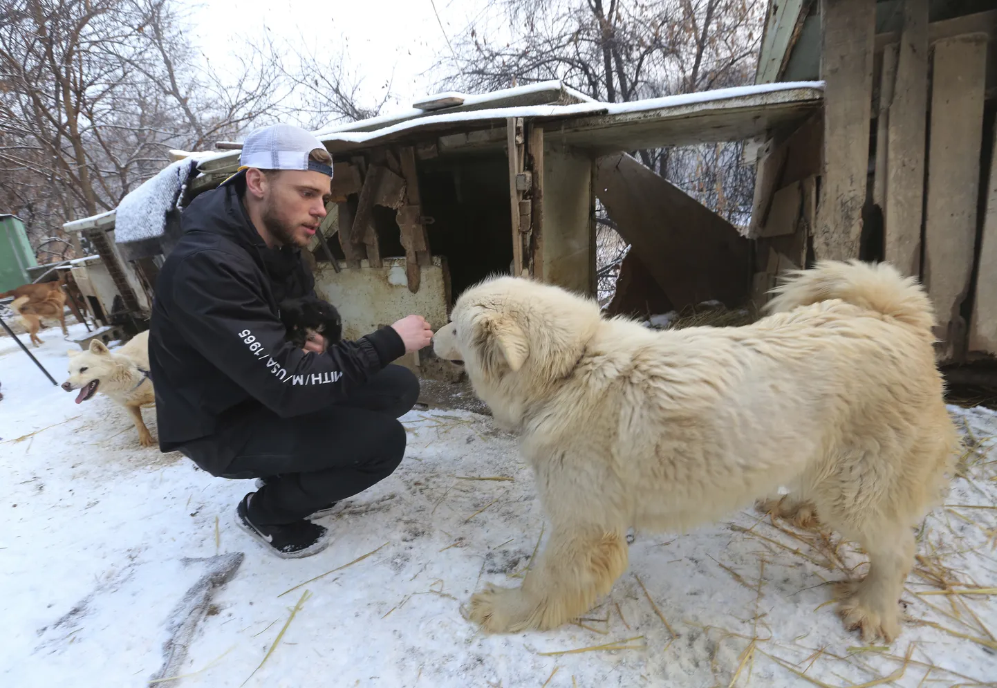 Gus Kenworthy Lõuna-Korea koeralihakasvatuses