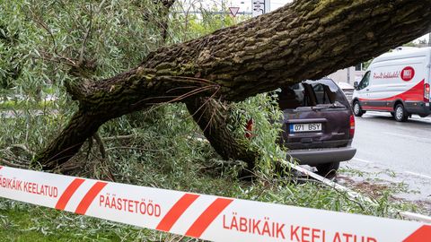 Tormis murdunud puu põhjustas raske liiklusõnnetuse