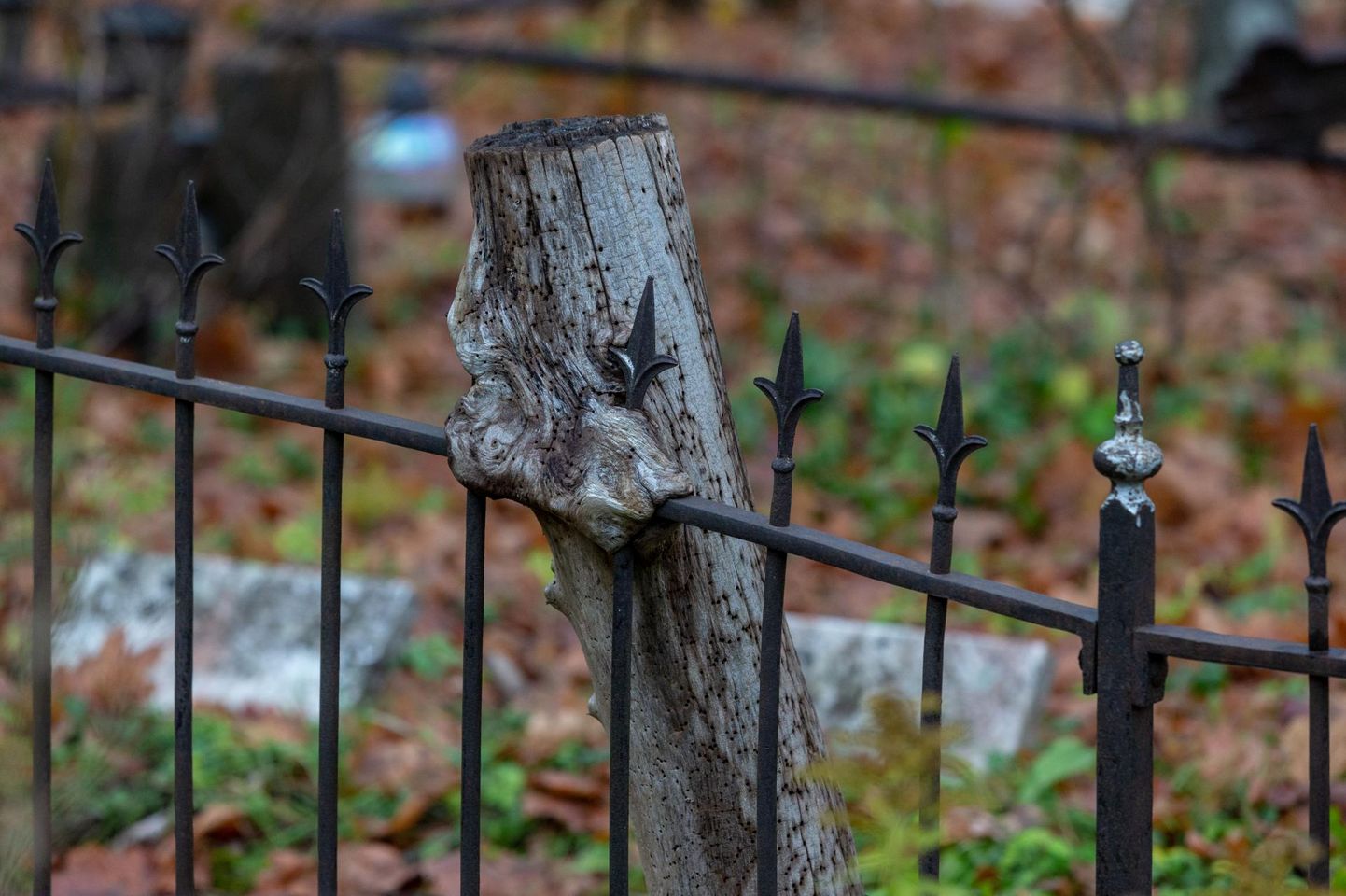 Viljandi linna kalmistutelt eemaldatakse sada ohtlikku puud. 