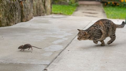 KULINAARNE KATASTROOF ⟩ Kass lisas perenaise supile ootamatu koostisosa