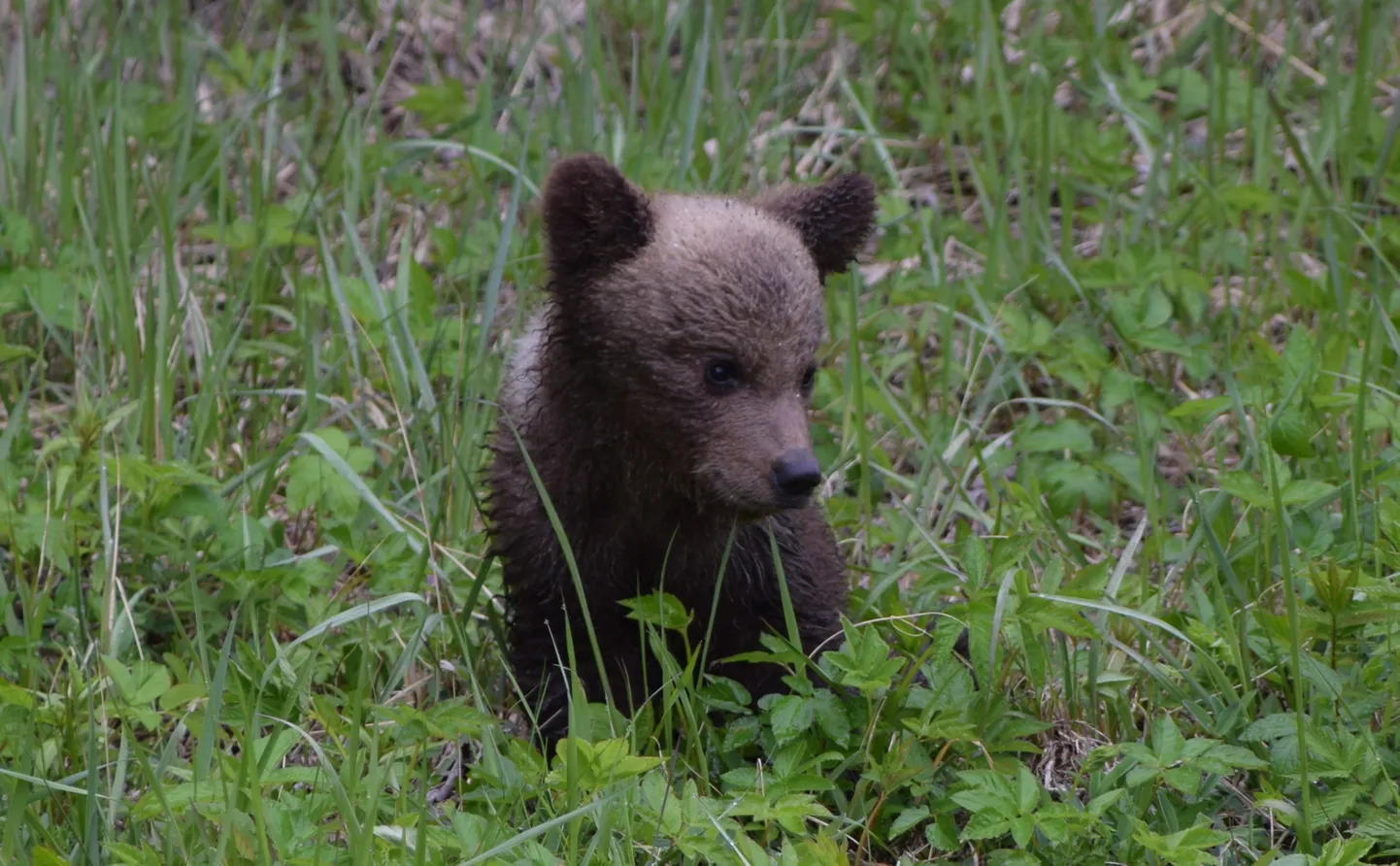 Sonda karupoja käpakäigul hoidsid silma peal nii kohalikud elanikud kui metsloomadega tegelevad ametnikud.