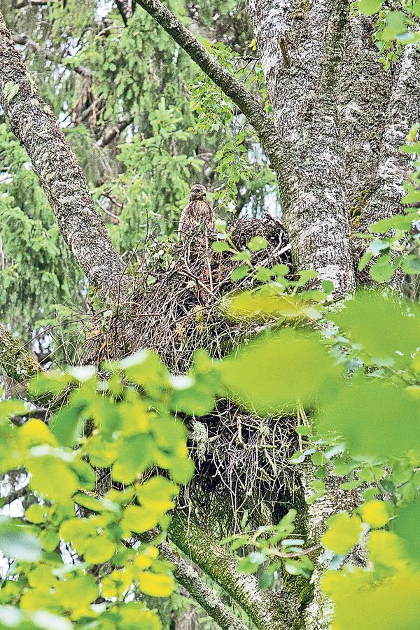 Üle kolme kümnendi samas kohas: Eesti ilmselt vanim viupesa koos pesapojaga tänavu juulis.