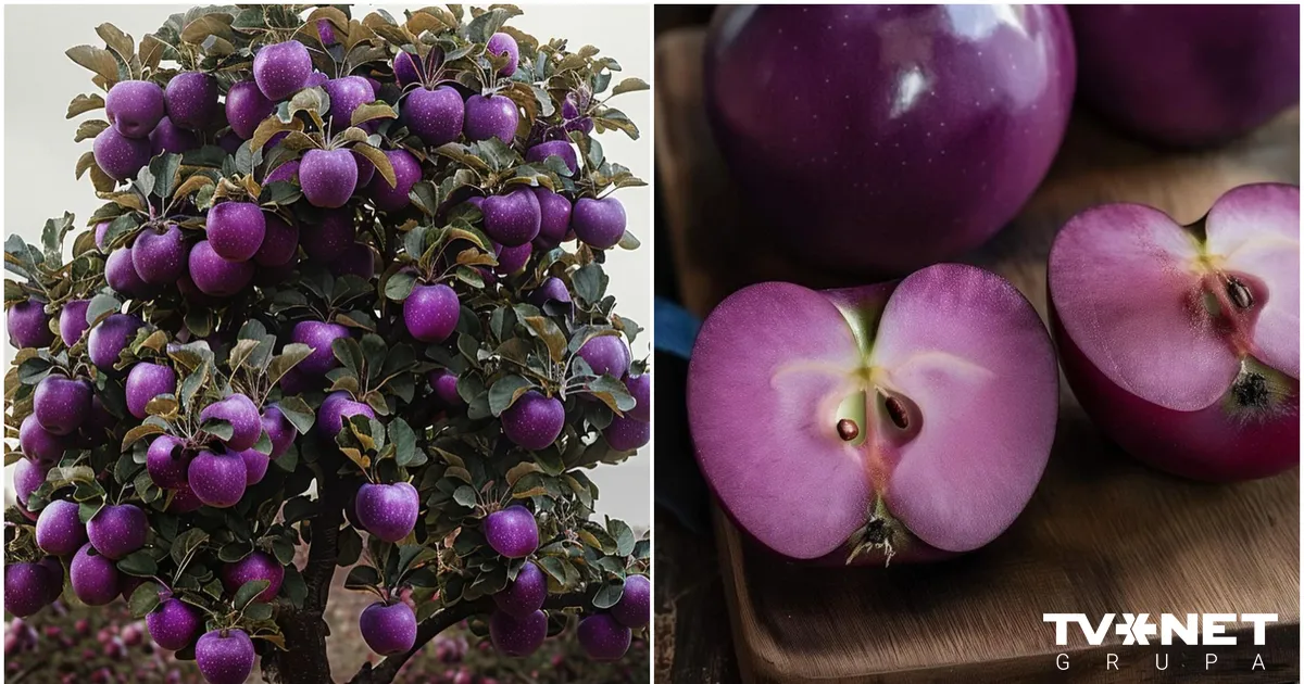 Koši violeti āboli radījuši sajūsmu cilvēkos. Kur slēpjas āķis?