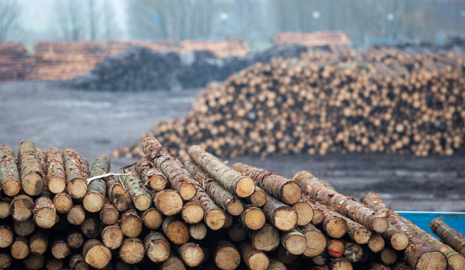 Europarlamendis läbis hääletuse taastuvenergia direktiivi muudatused, millega soovitakse lõpetada toetuste maksmine metsast pärit puitu põletavatele ettevõtetele. Foto on illustratiivne.