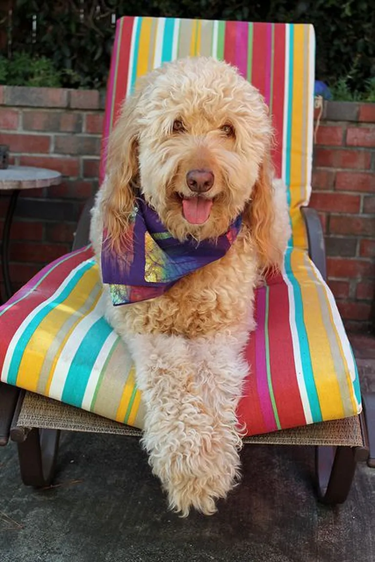 Täiskasvanud goldendoodle.