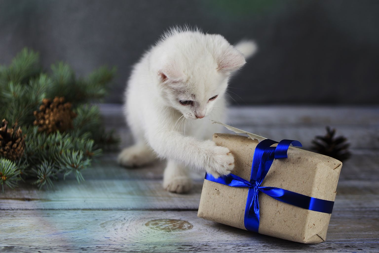 Kui jõulupakkide jagamiseks läheb, on sinu lemmikul kindlasti hea meel, kui ka tema jaoks kotipõhjas midagi head leidub.