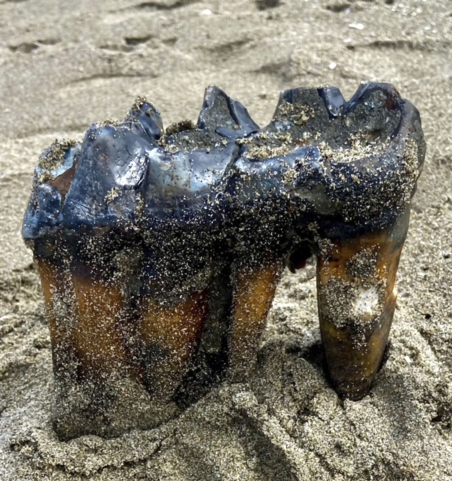 Ameeriklanna Jennifer Schuh leidis Californias Monterey lahe ääres Aptose rannalt mastodoni hamba
