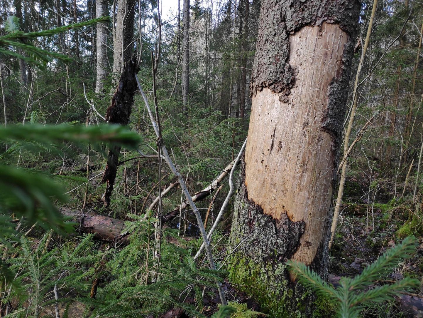 Üraskite levikuga on majandusmetsade kõrval seotud kaitsealused metsad, kus inimtegevus on pärsitud või keelustatud.