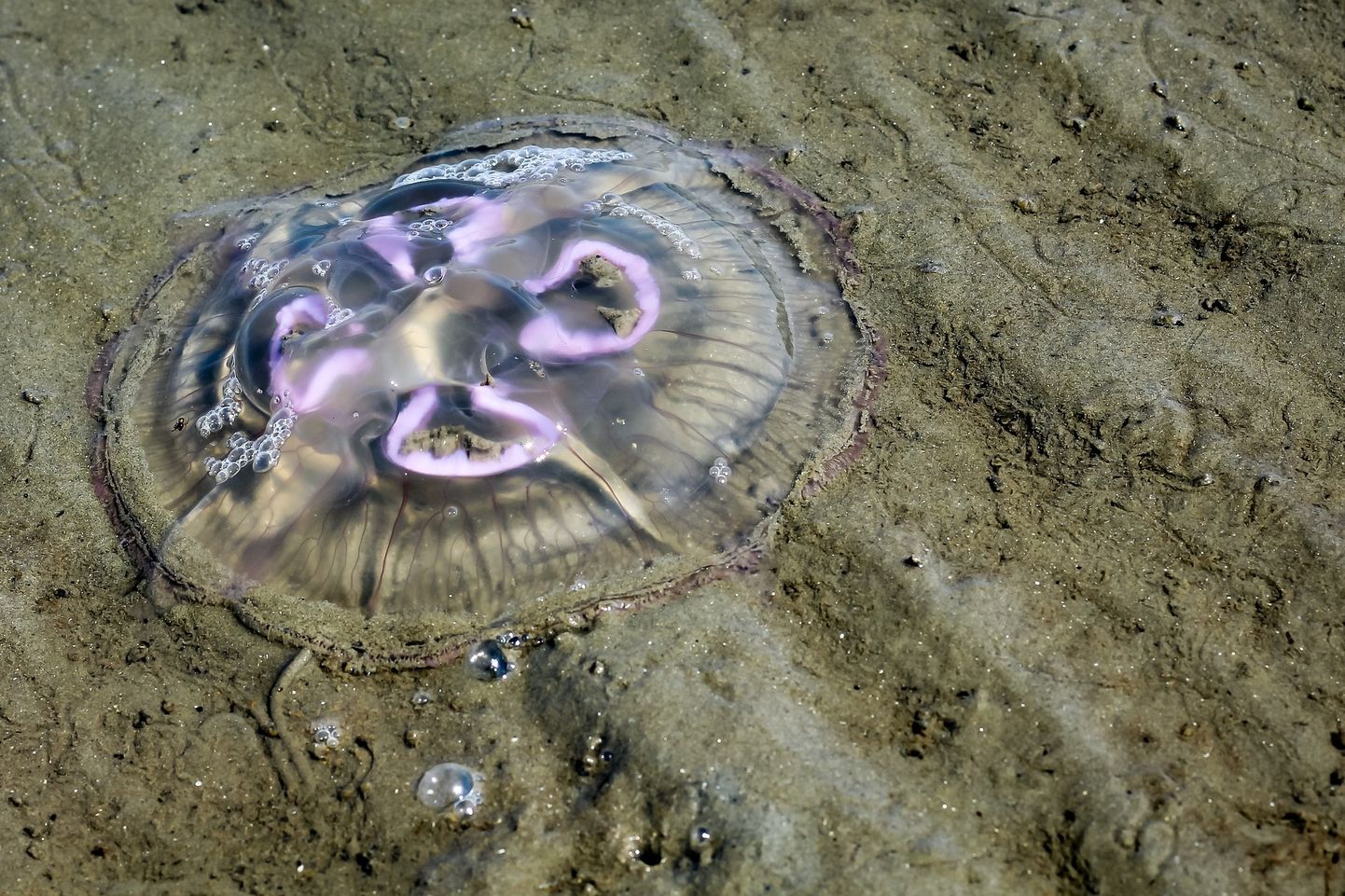 Медуза. Иллюстративное фото