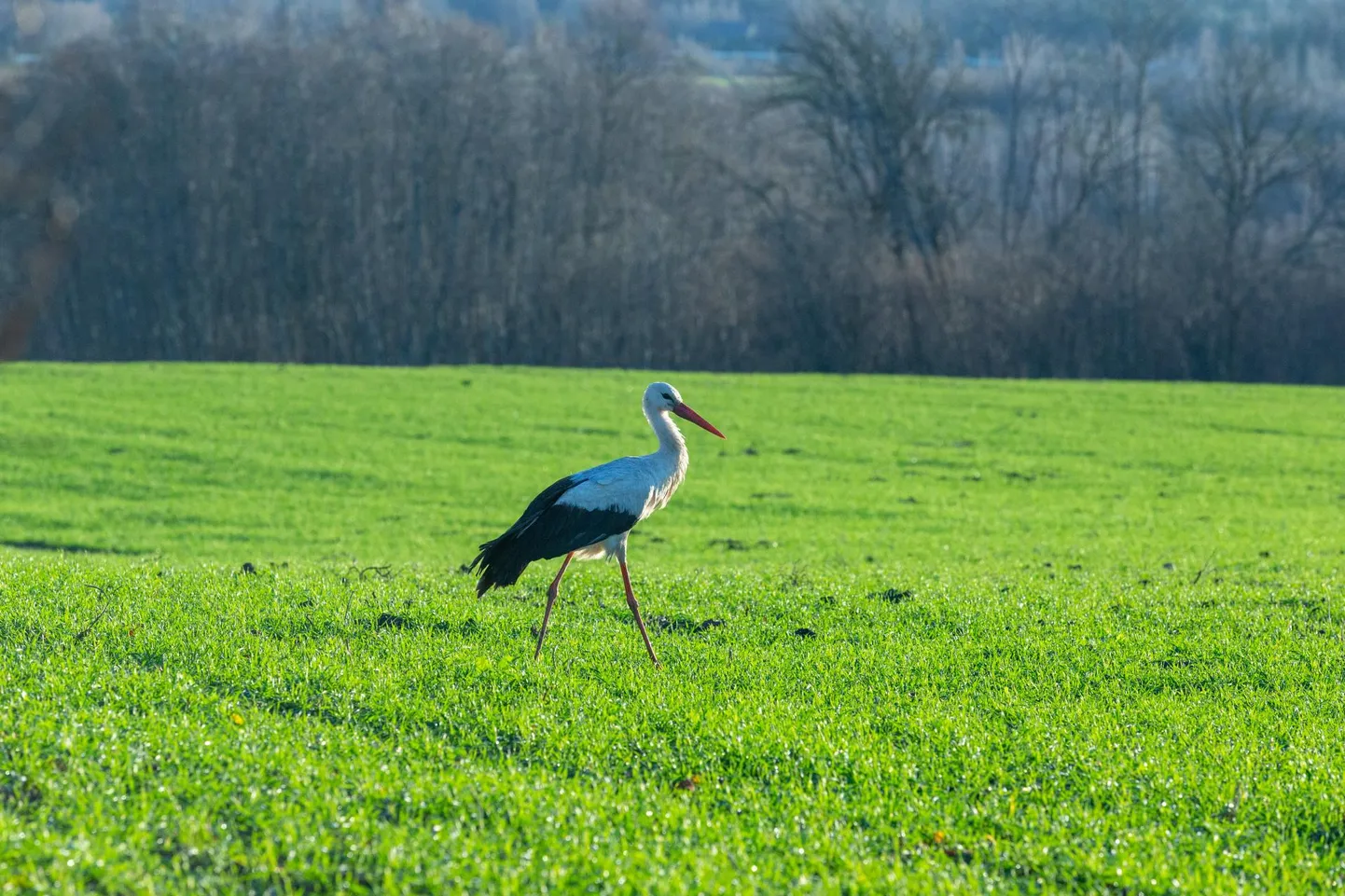 Fotograaf Elmo Riig tabas julgelt tatsamas valge-toonekure, kes pole veel lõunasse lennanud.