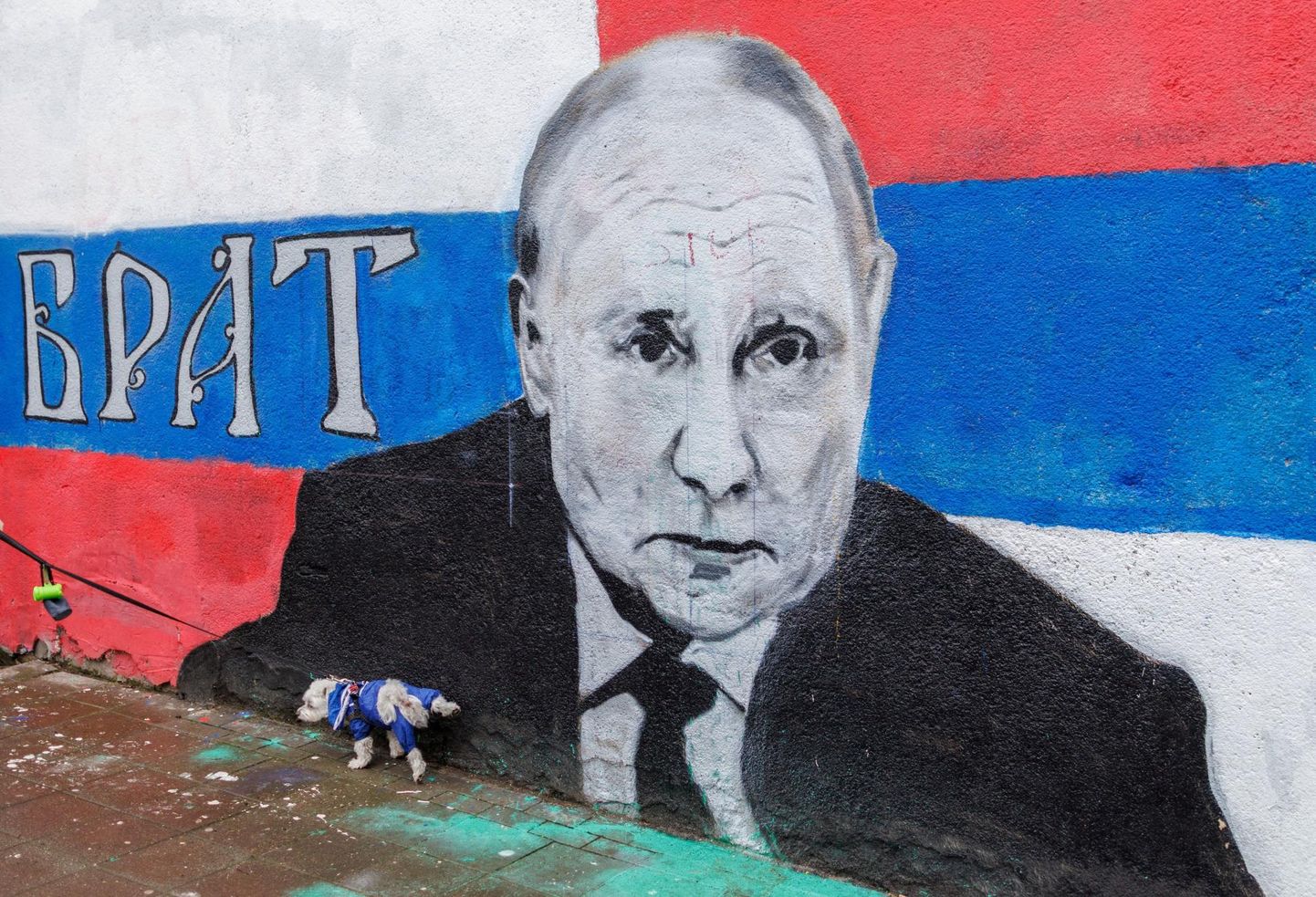Koer tõstab jalga Venemaa presidenti Vladimir Putinit kujutava seinamaalingu peal Serbia pealinnas Belgradis. 
