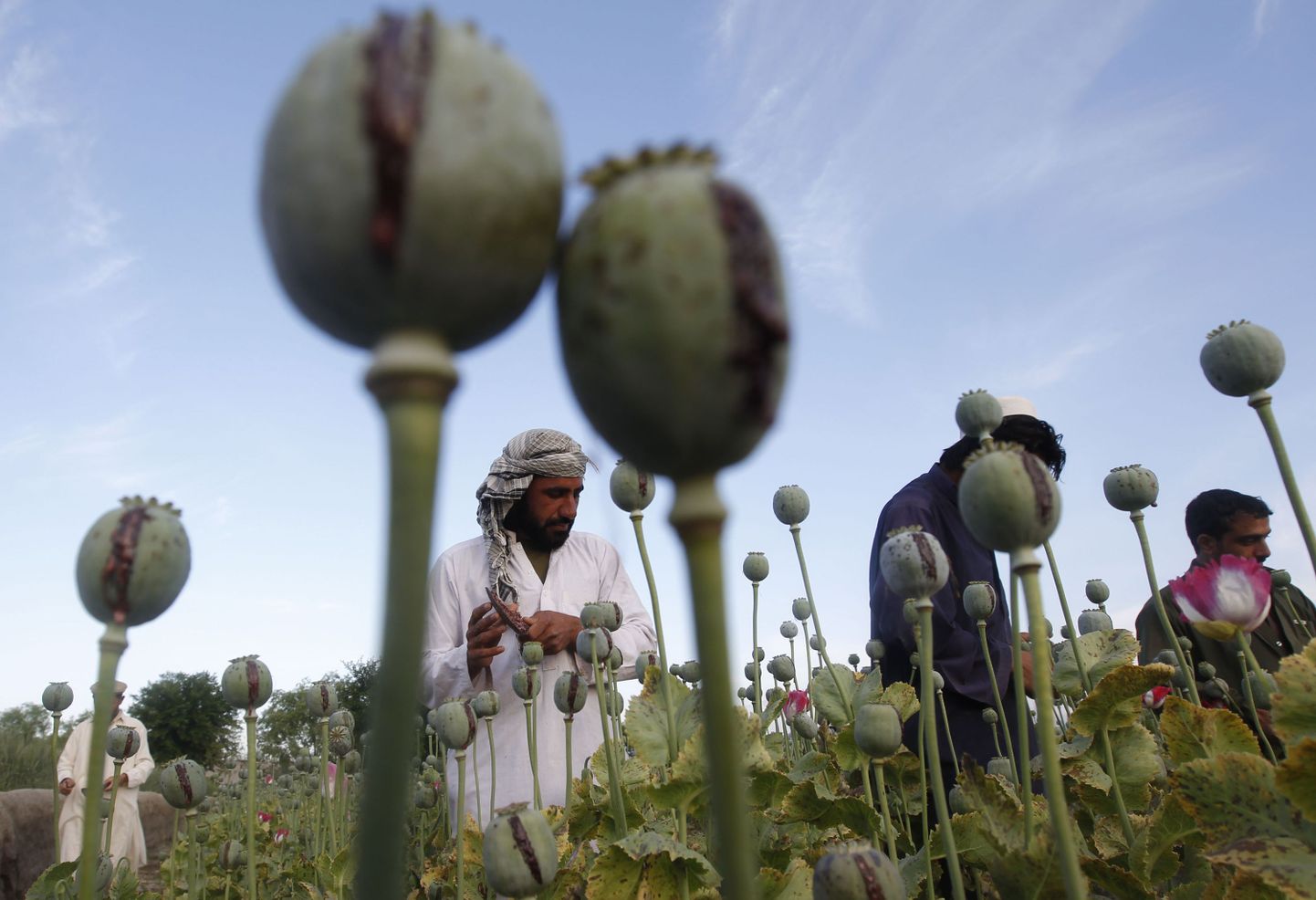 Afganistani põllumehed moonipõllul uurimas saaki, mis on nende peamine sissetulekuallikas.