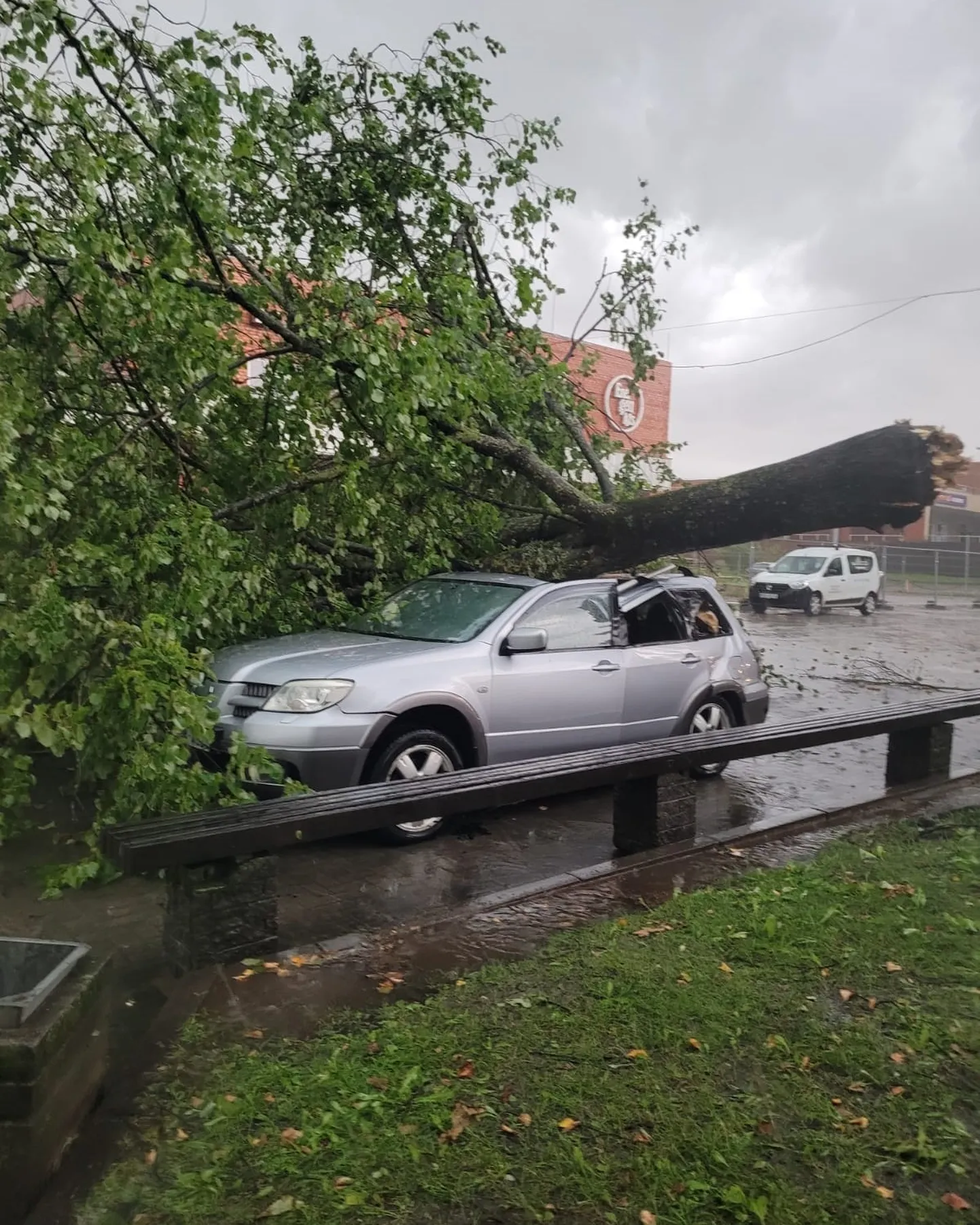 В Саласпилсе на крышу автомобиля упало дерево. Поломка не помешала шоферу уехать
