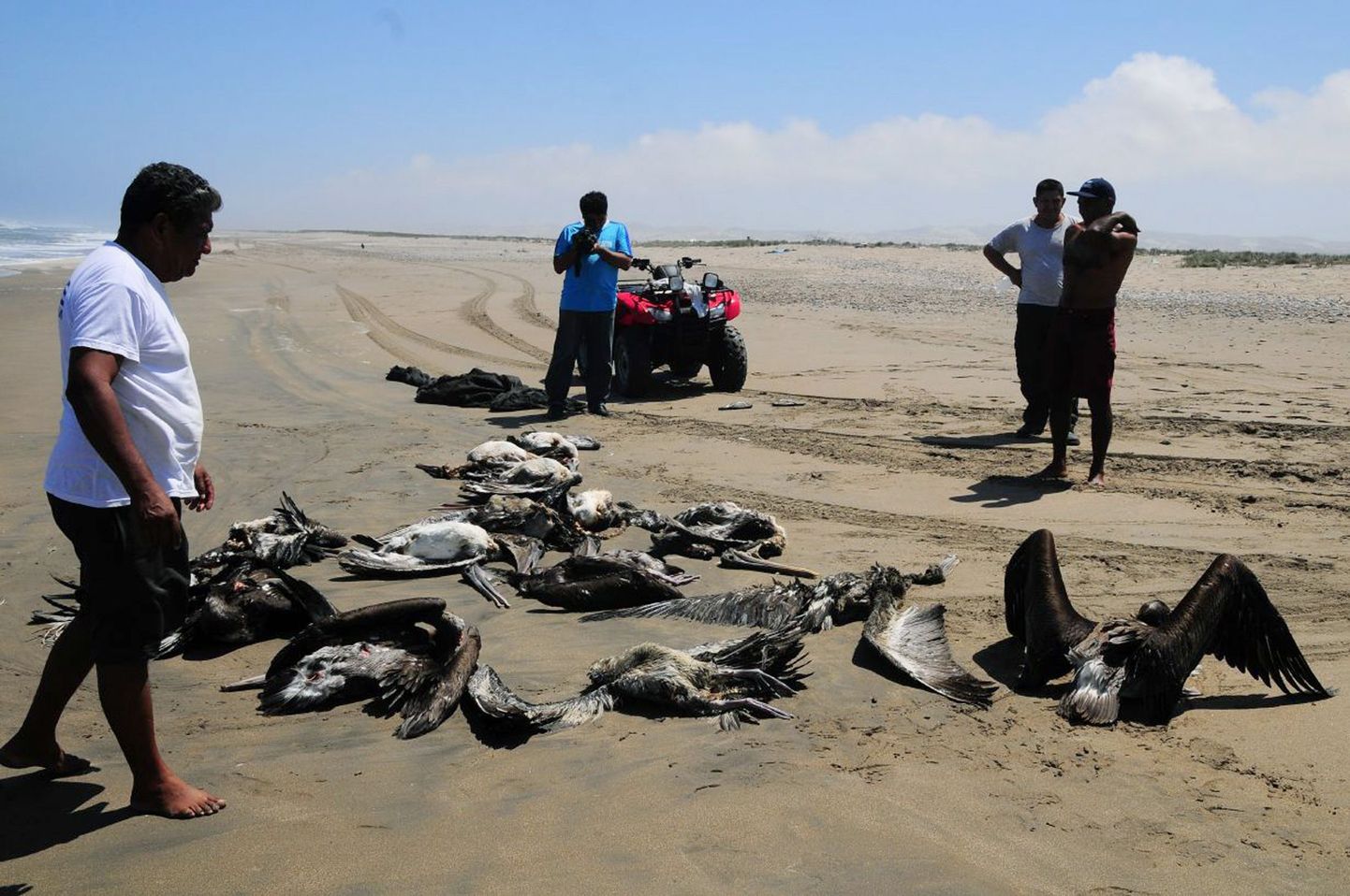 Surnud pelikanid Illescase poolsaarel.