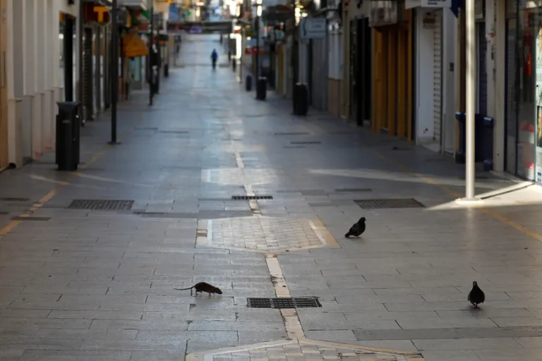 Rott ja tuvid inimtühjal tänaval. Pilt on illustreeriv