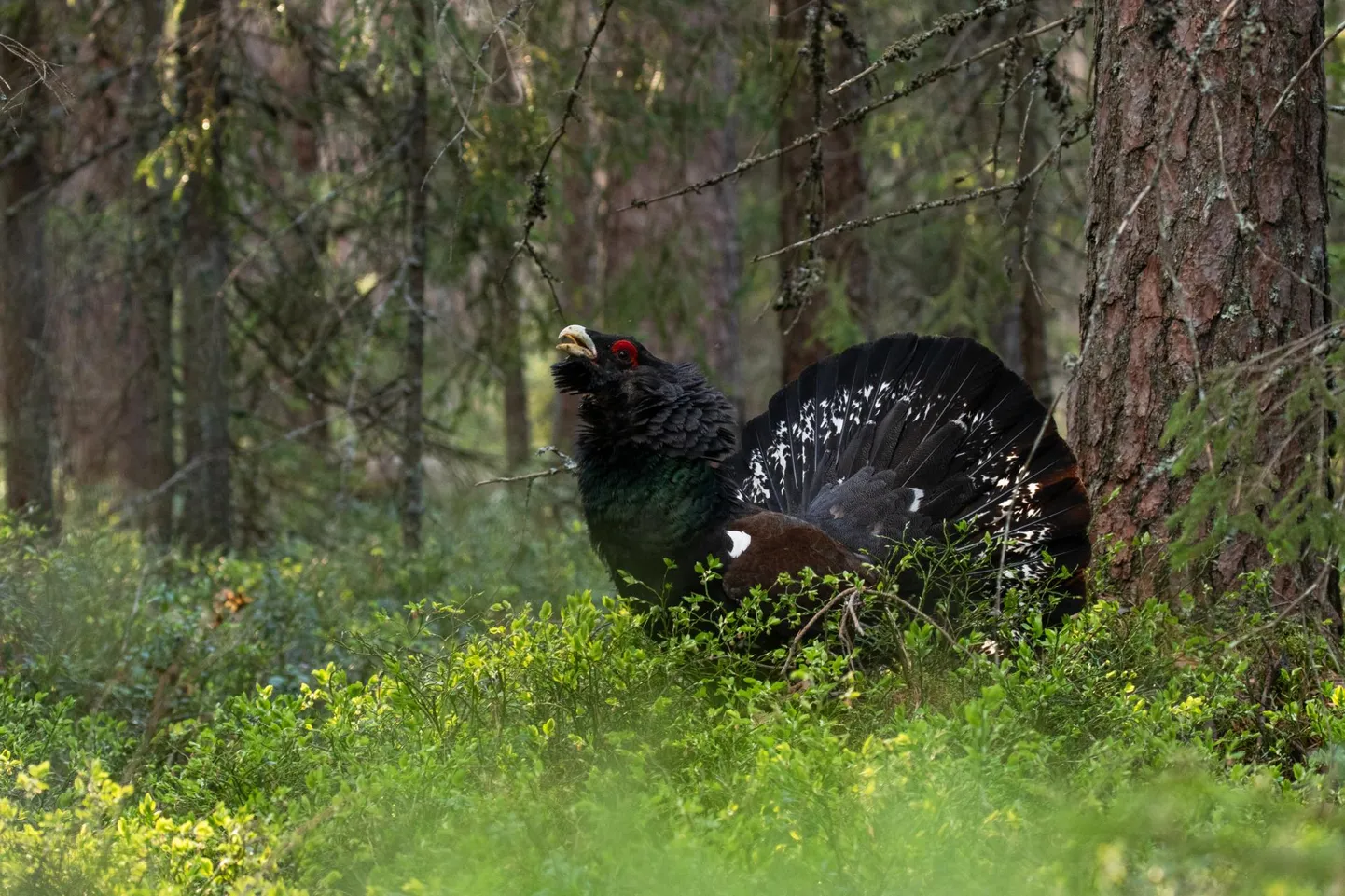 Pärnumaal võetakse kaitse alla 11 uut püsielupaika. Foto on illustreeriv