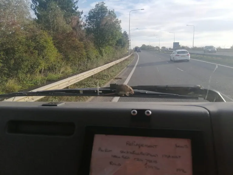 Vapper hiir püsis auto esiklaasis ega kadunud sealt kuskile enne, kui autot juhtinud naine teda päästa üritas.