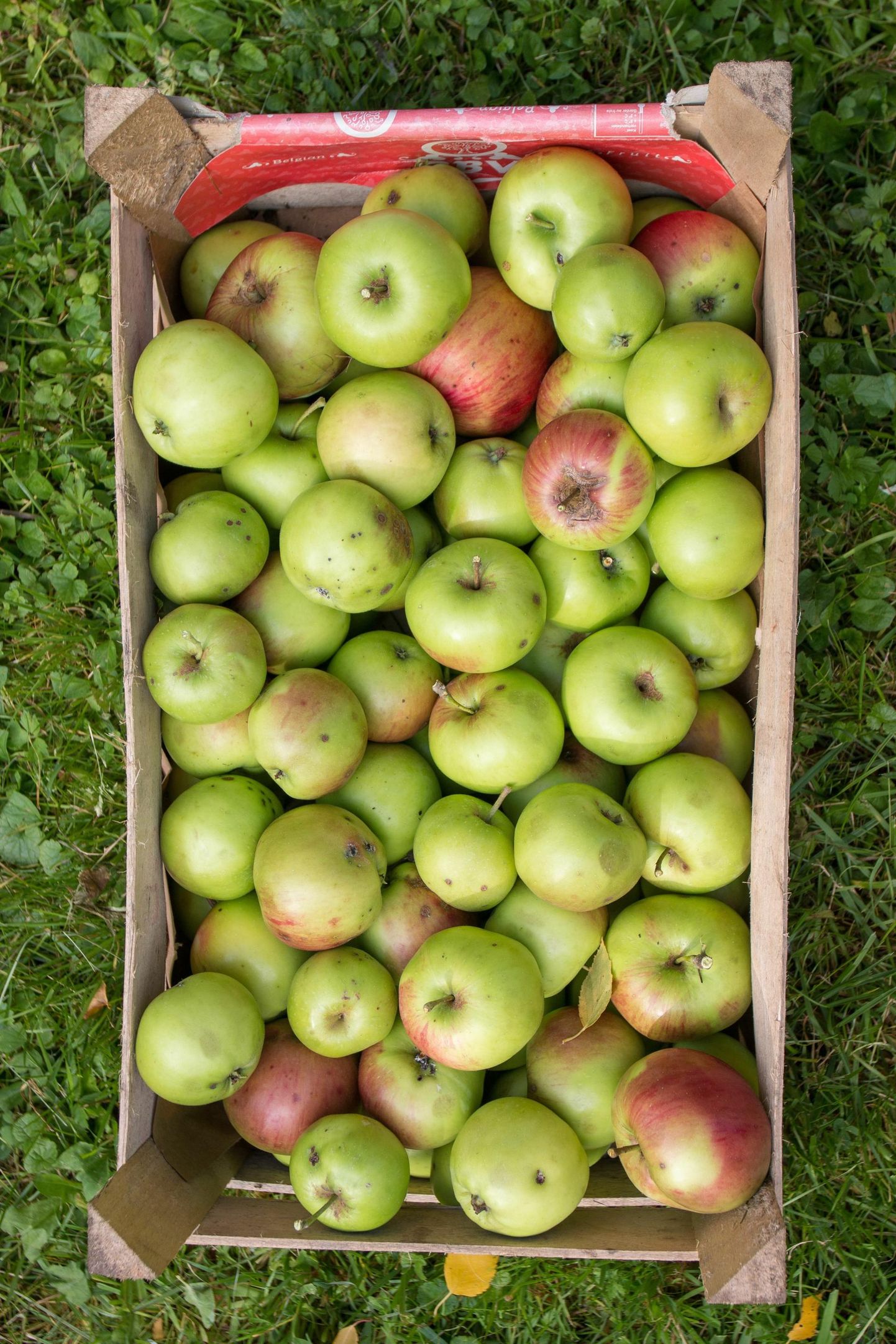 Suve lõpul käikulastud õunakaart ootab linlaste kaasabi, et üles märkida kõik kohad, kus õunu jagatakse. 