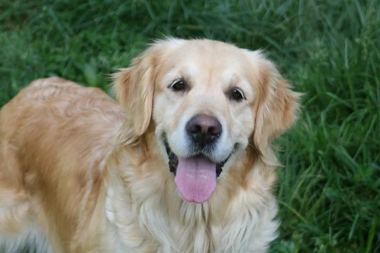 Kuldne retriiver.