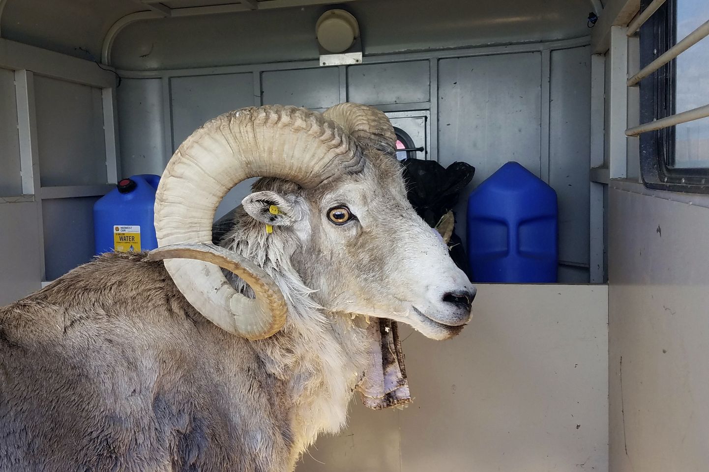 Selline näeb välja Montana Mäekuningas – varastatud geenitlisest materjalist ja keelatud moel loodud lammas. Selle looja sai karmilt karistada.