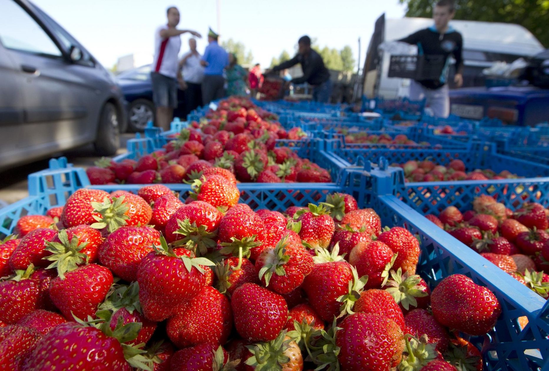 Soomlased saavad endale välismaalt maasikakorjajad.