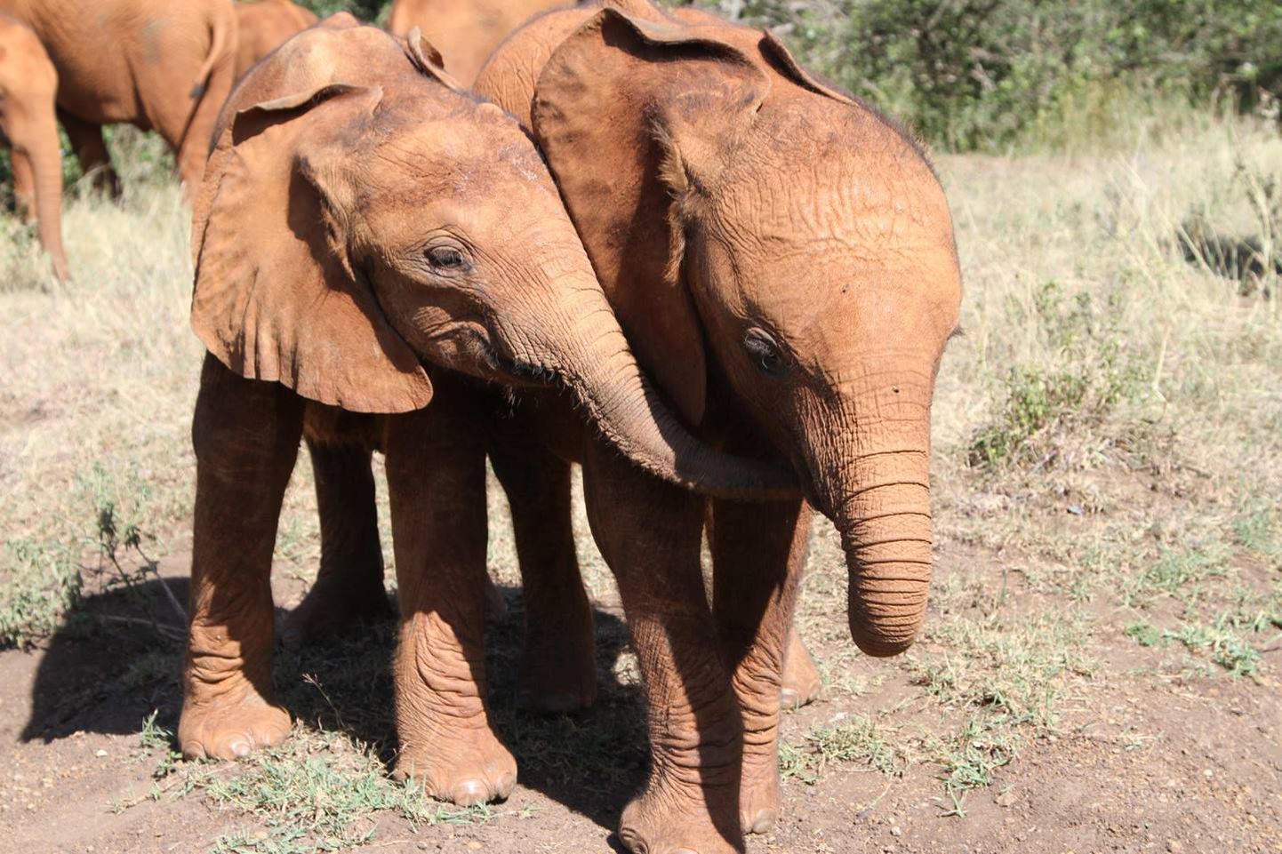 Vanemateta jäänud elevandid