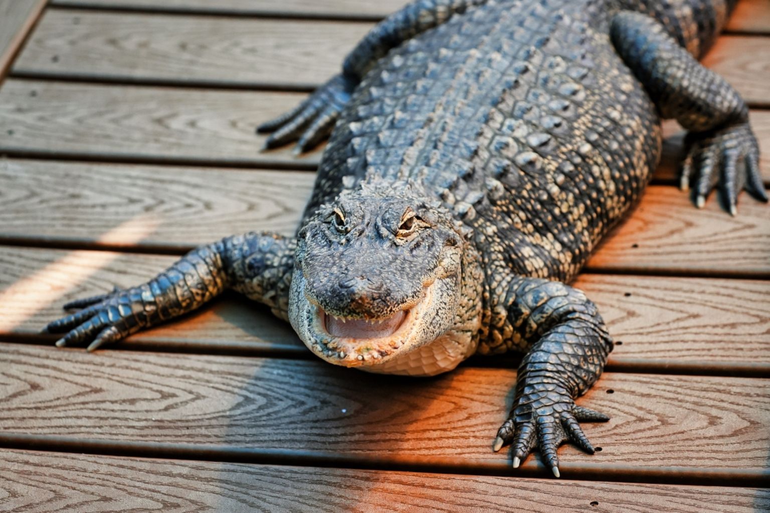 Alligaator