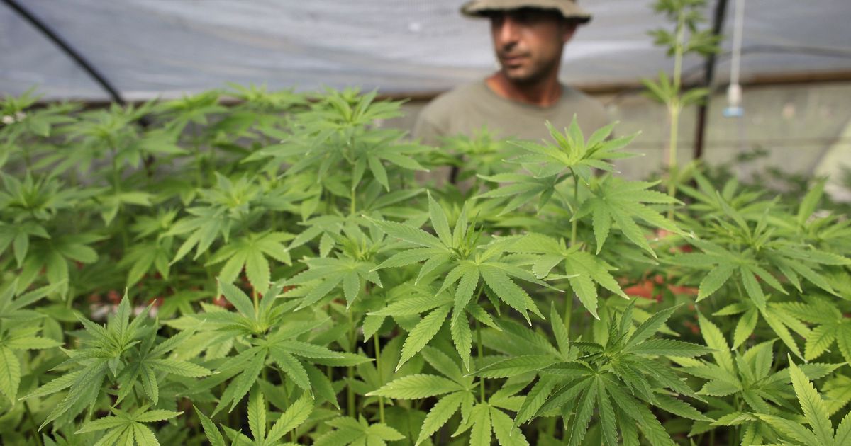 Вашингтон выращивал в своем саду марихуану вредное воздействие марихуаны на организм