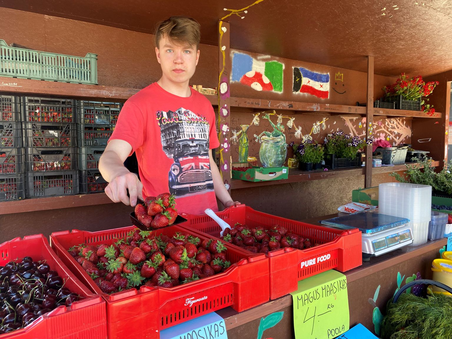 Ken-Cardo Puustus müüs Paide Selveri juures maasikaid täna esimest päeva ja Lõuna-Eestis kasvanud marjade eest küsis tema seitse eurot.