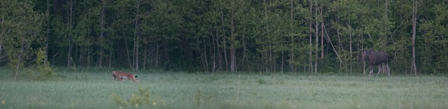 Tänavuse Vereta jahi võidutöö: ilves äsja murtud metskitsega, põder tunnistajaks. Pildikütiks oli Karl Tammiste.