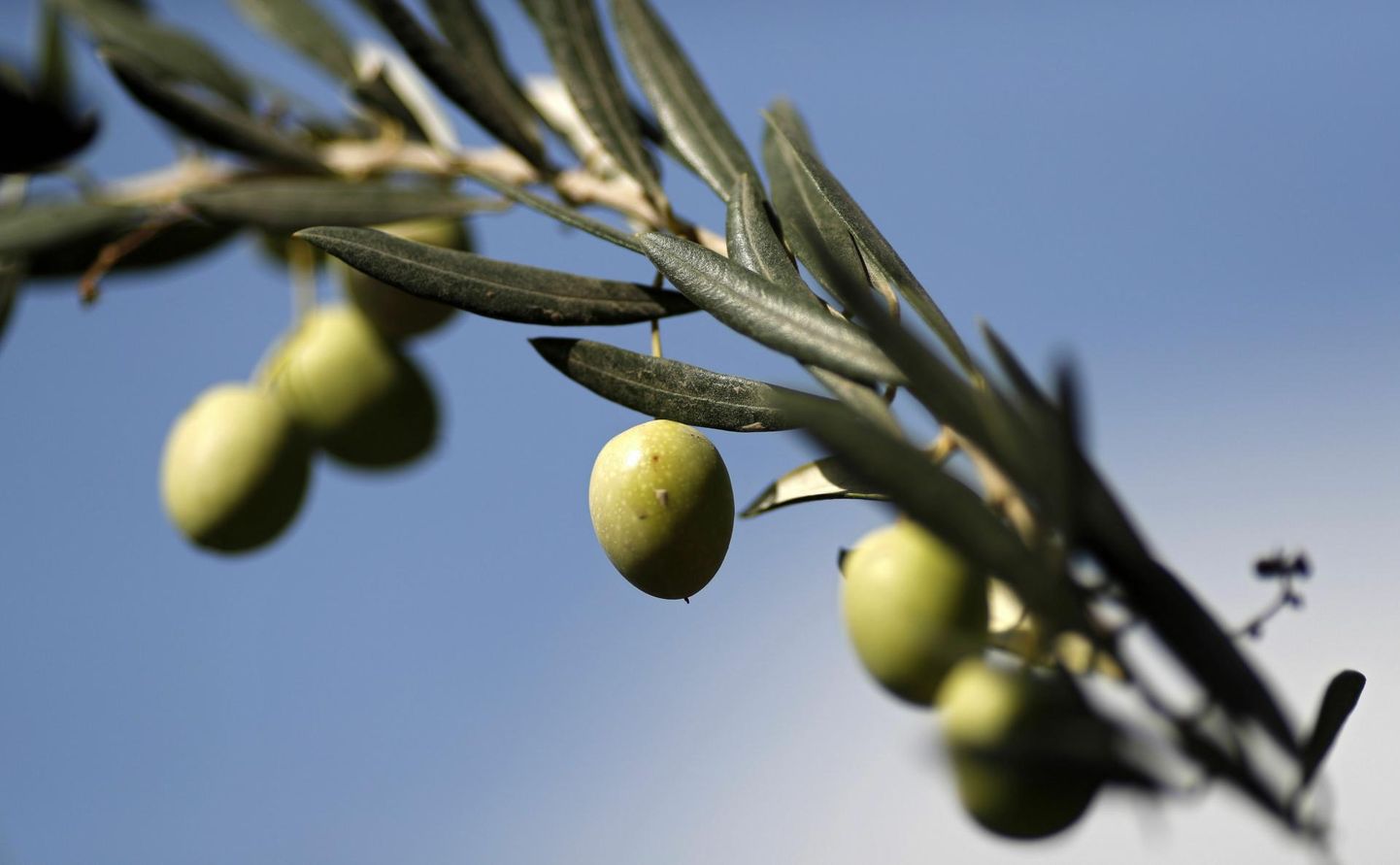 Arstiteaduse isaks peetud Hippokrates oli veendunud, et oliivid ravivad enam kui 60 tõbe.