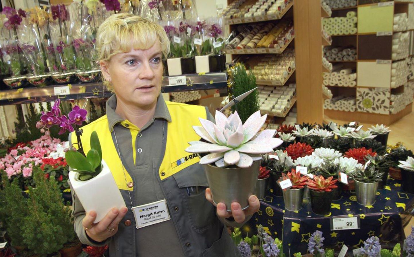 Jõulumeeleolu loomiseks võib koju tuua elavaid taimi, näiteks sädeleva taimelakiga kaetud soomuslehiku, mida K-rauta aiaspetsialist Margit Kurm vasakus käes hoiab.