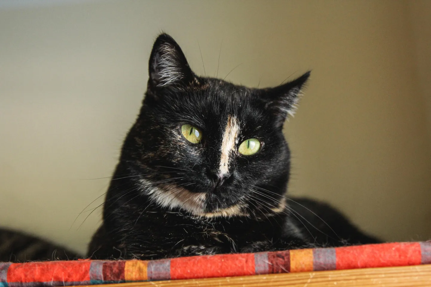 Cora