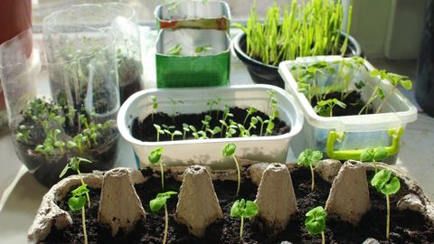 Mida jaanuaris mulda pista ja aknalaual aiahooajaks ette kasvatada?