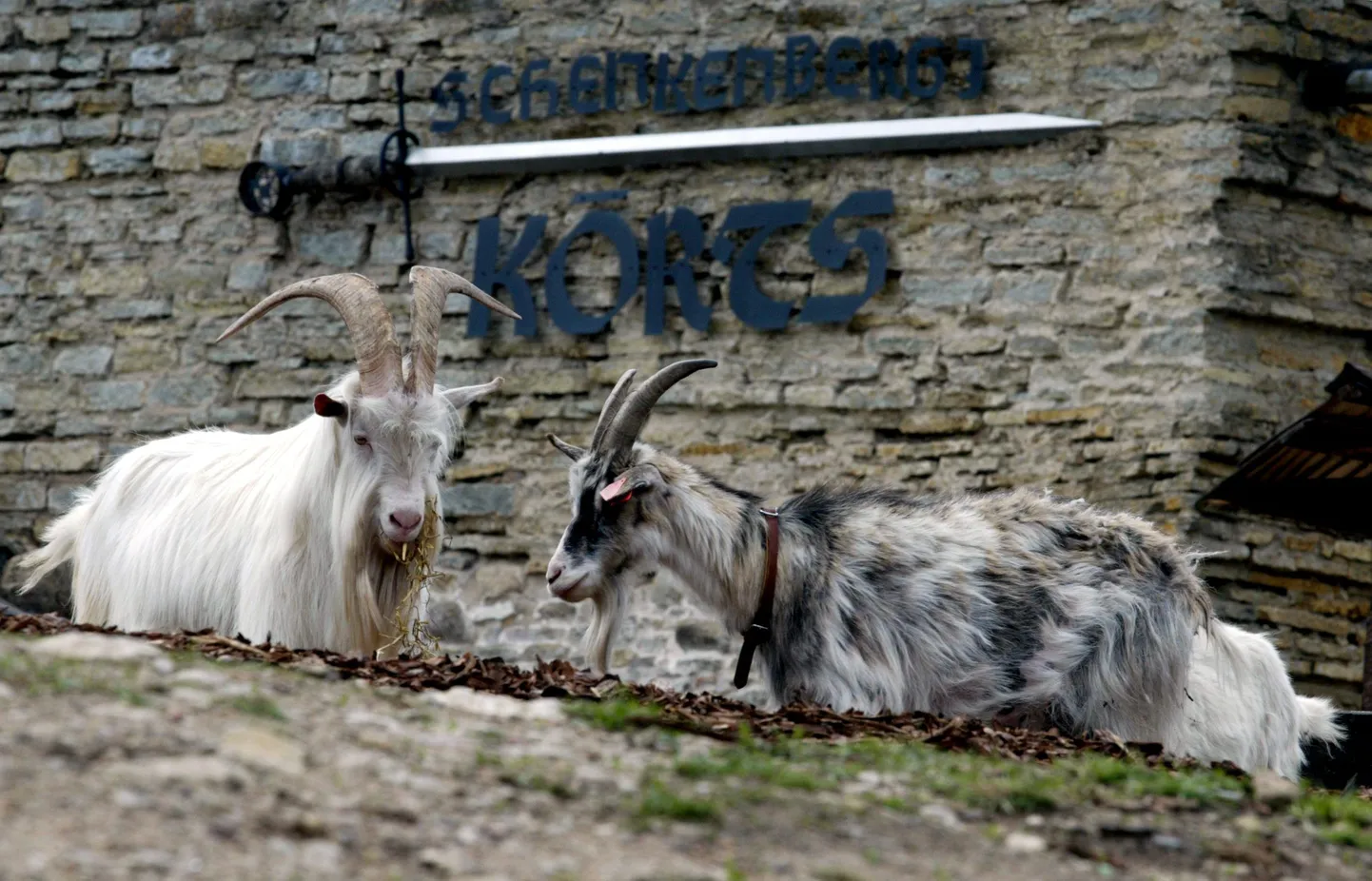 Rakvere ordulinnuse kitsed sealse kõrtsi ees.(Arhiivifoto)