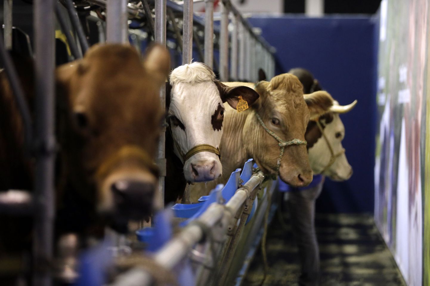 Saksamaa piimafarmide söödas leiti ohtlikku ainet