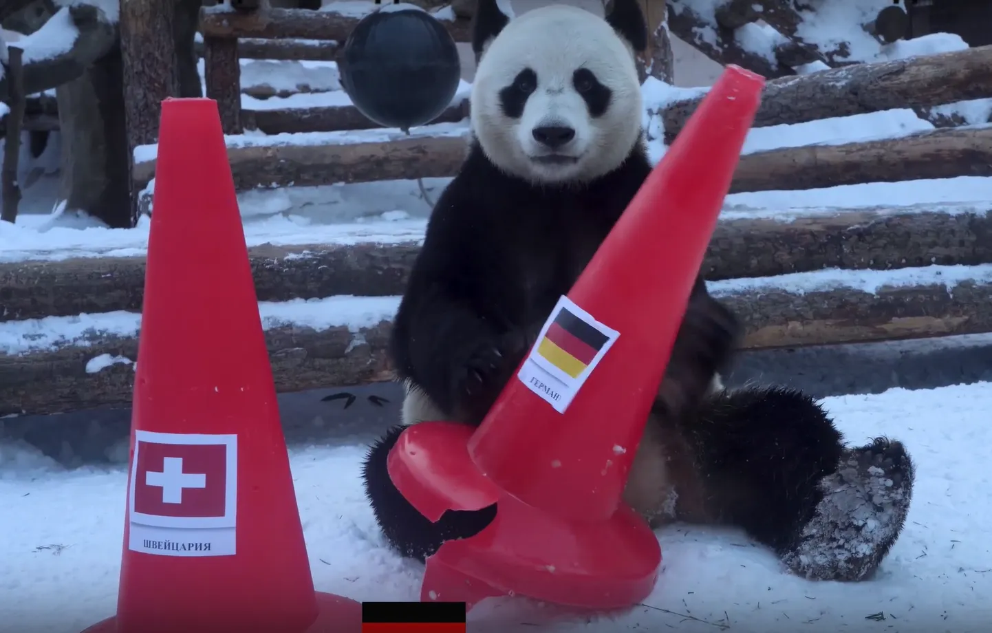 Moskva loomaaia panda.