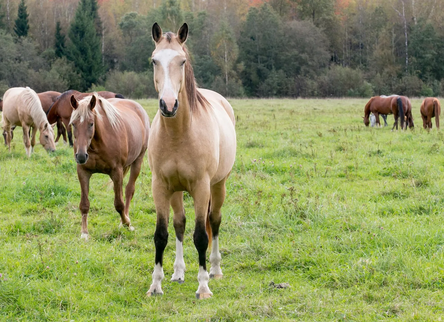 Autori hinnangul lummab tori hobuse „maagiline kõla” neidki, kes mingit ohustatud tõugu ega toetusi ei tahagi.