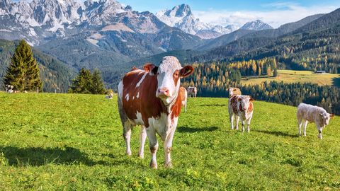 Selle sügise reisihitt: Austria mägiparadiis, mis võlub kireva looduse ja rikka ajalooga
