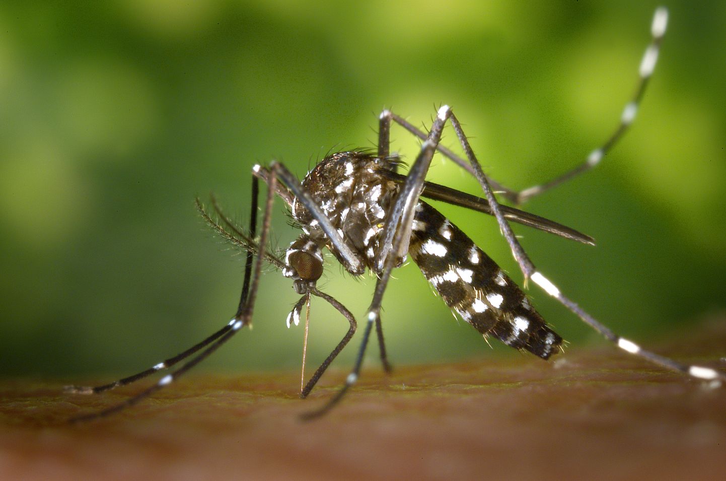 Aedes albopictus (mitteametlik nimetus Aasia tiigersääsk) on agressiivne ja kergesti teiste sääskede elupaiku üle võttev sääsk.
