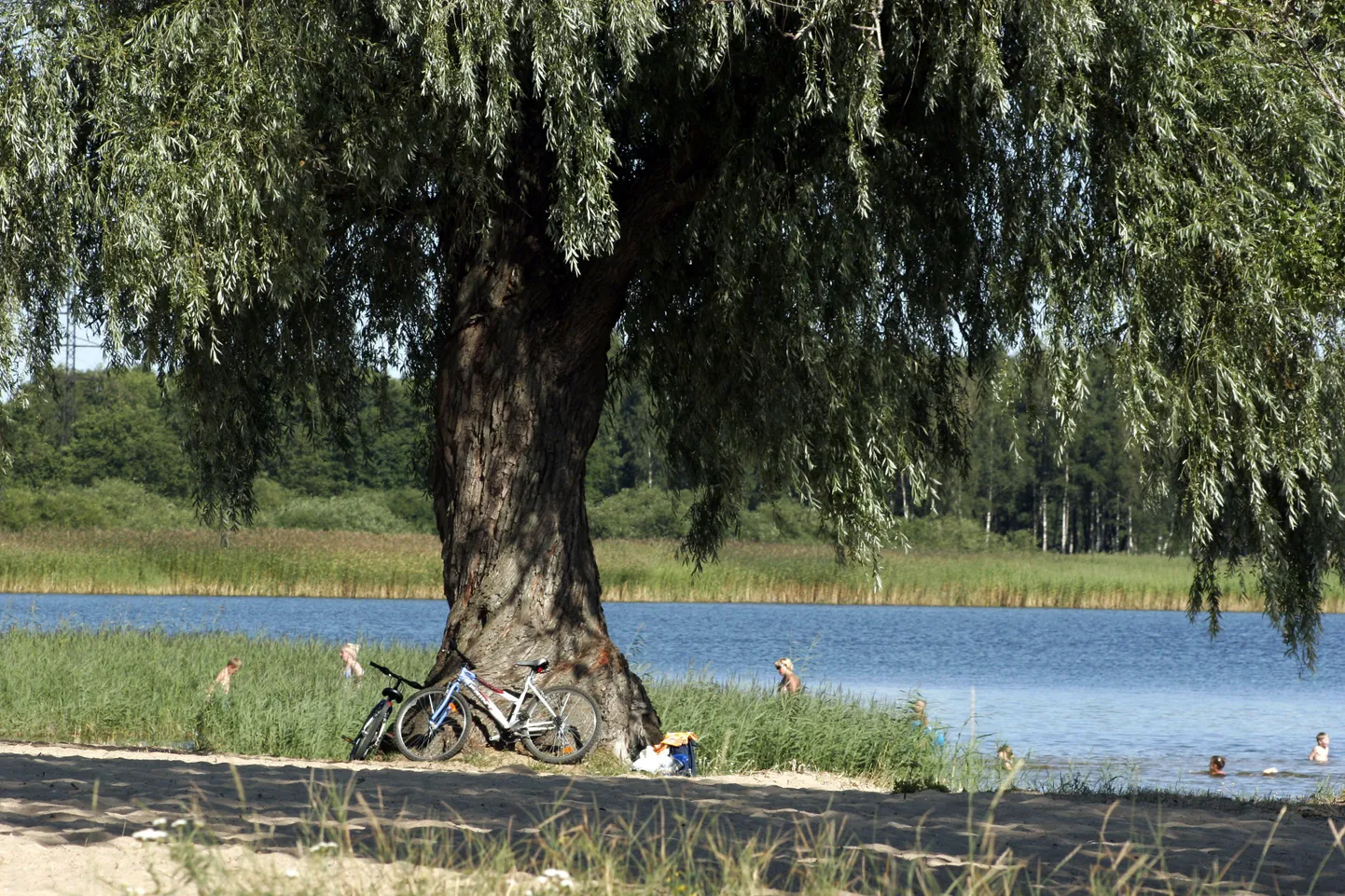 Maardu järv.