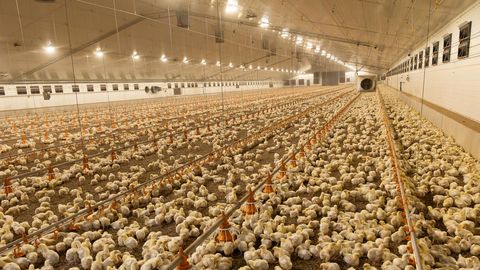 Toetusi napib, aga ehitus käib: kes põllumajanduses praegu investeerib?