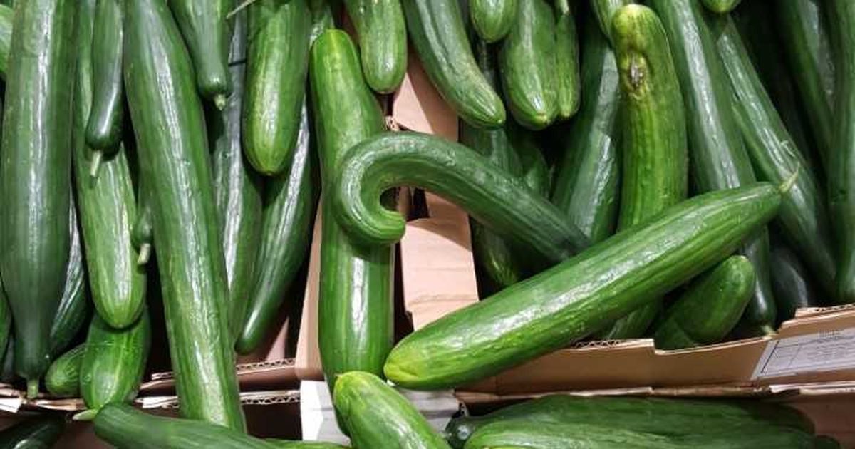 Огурцы из магазина. Огурцы в магазине. Виды огурцов в магазине. Сорт огурца матрица f1. Огурцы на прилавке.