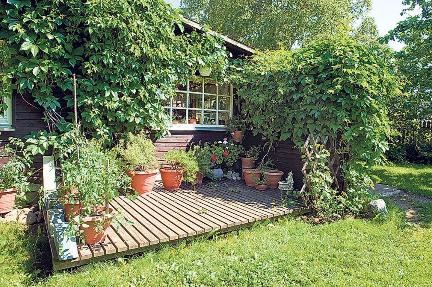 Päikeselembesed suvitamas: terrassil tunnevad end hästi rosmariinid, basiilikud, lavendlid jt Vahemere maadest pärit taimed.